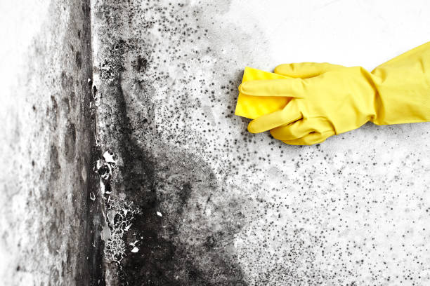 Best Dehumidification Services  in Bolivar Peninsula, TX